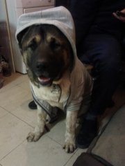 Samson In A hoody