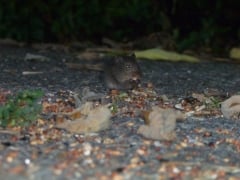 one of my neighbors the Field rat Fam