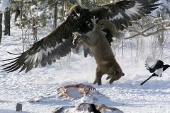 Eagle vs Wolf