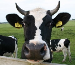 Cow optical illusion