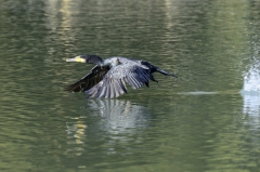 grand cormoran