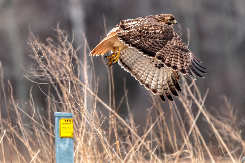 March 26 2017_MG_1695-Edit.jpg