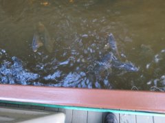 IMG_0731.JPG