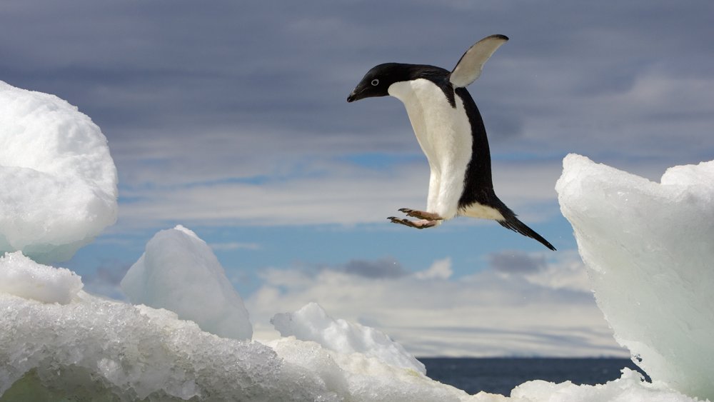 adelie-penguin-jumping-ocean.jpg