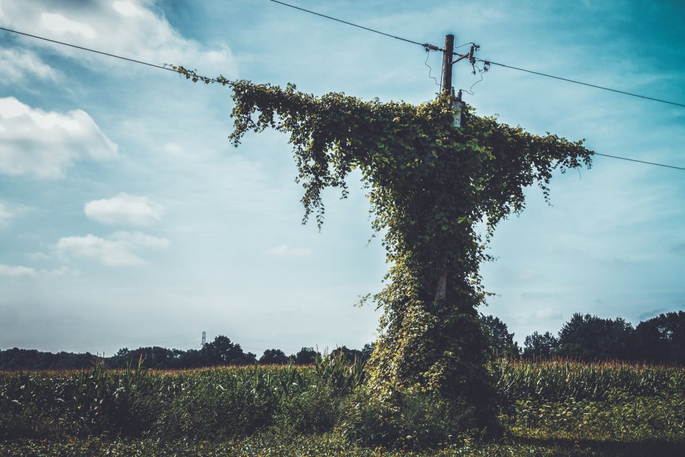 July 23 2017 viney pole_MG_7390.jpg