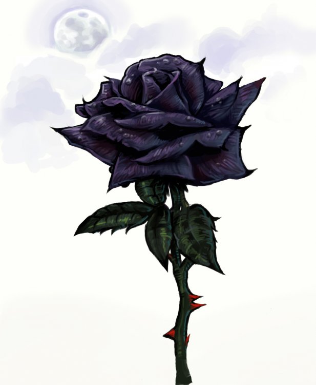 Black-Rose-black-roses-23861419-1440-1752.jpg