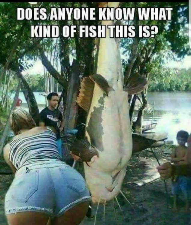 Nice fish.jpg