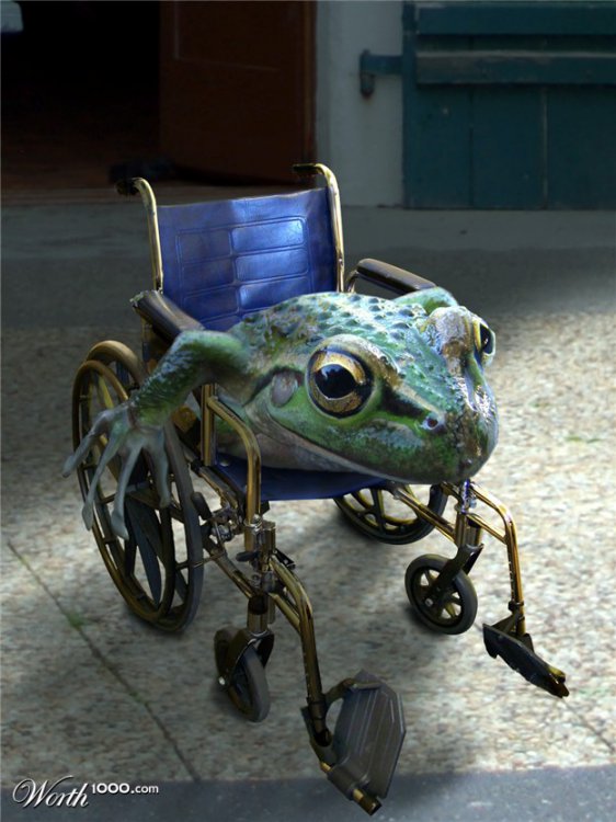 frogs-in-wheelchairs-cartoon-paraplegic-frog-frog-in-wheelchair-cartoon-cartoon-frogs.jpg