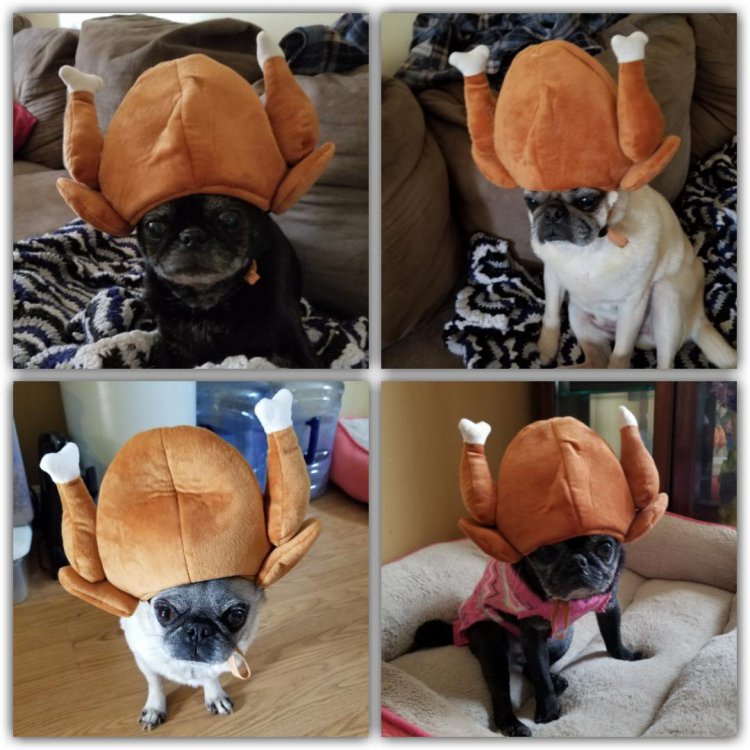 Thanksgiving pugs.jpg