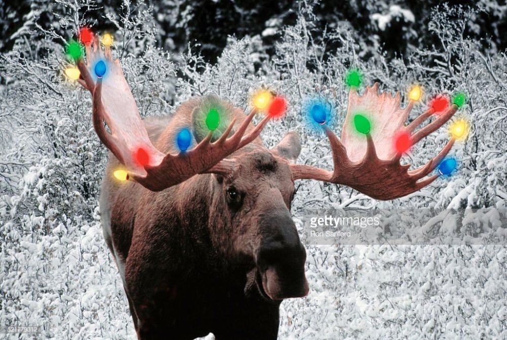 1032892668_christmasmoose.thumb.jpg.e73d2854ad5c5371b40a1a6a39118ee5.jpg