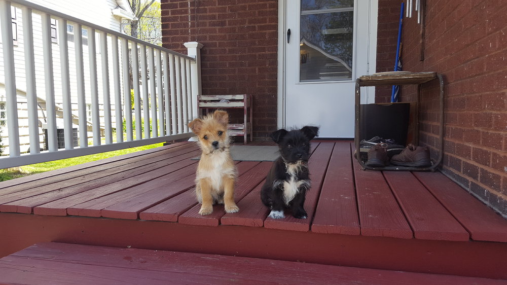 porchpuppy.jpg