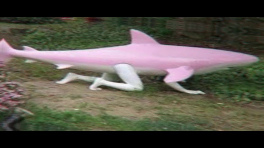 Pink shar.jpg