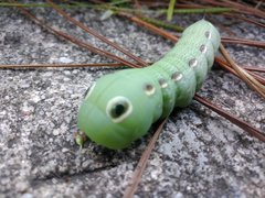 Tersa Sphinx Caterpillar