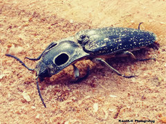 eastern-eyed click beetle.jpg