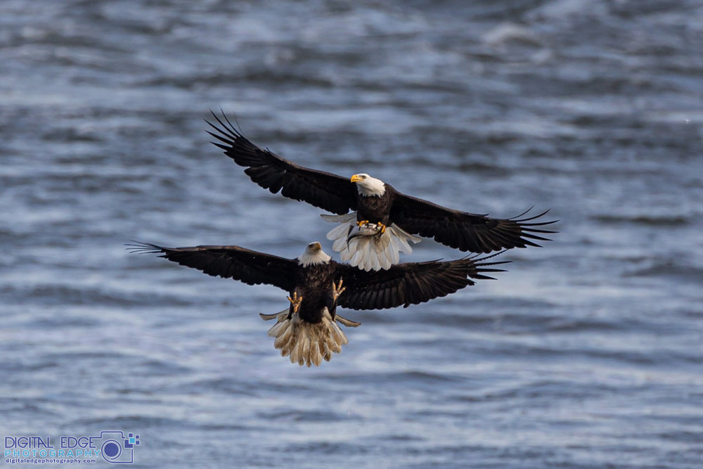 6G6A1463 watermarked.jpg