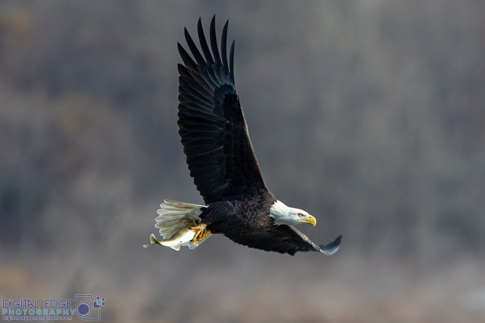 6G6A1732 watermarked.jpg