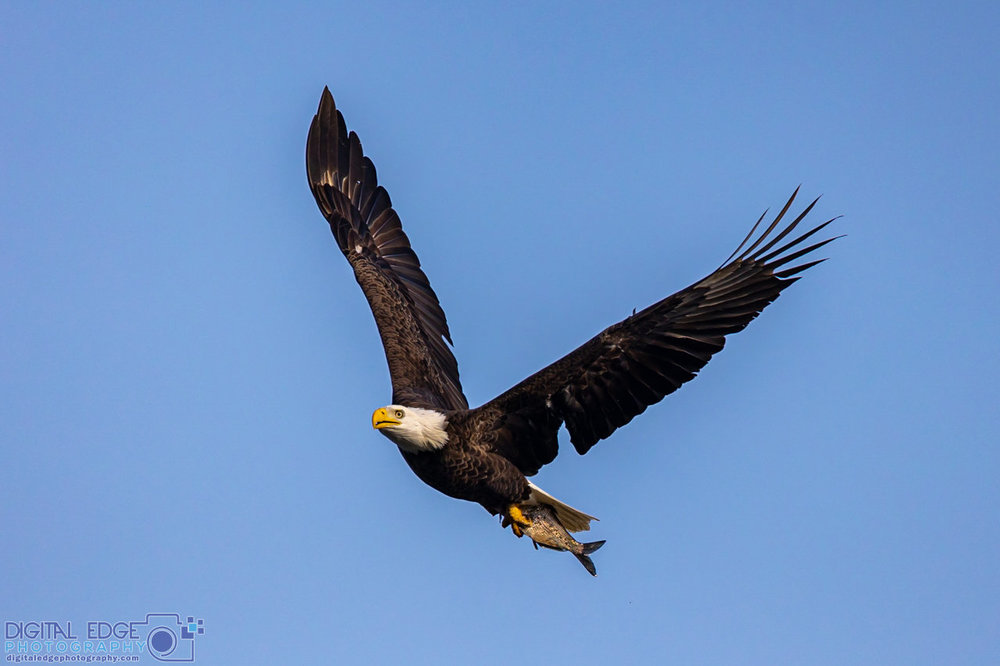 6G6A1881 watermarked.jpg