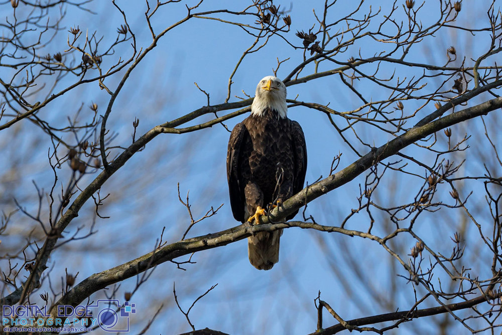 6G6A1966 watermarked.jpg