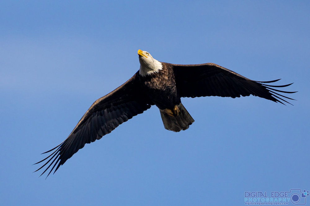 6G6A1962 watermarked.jpg