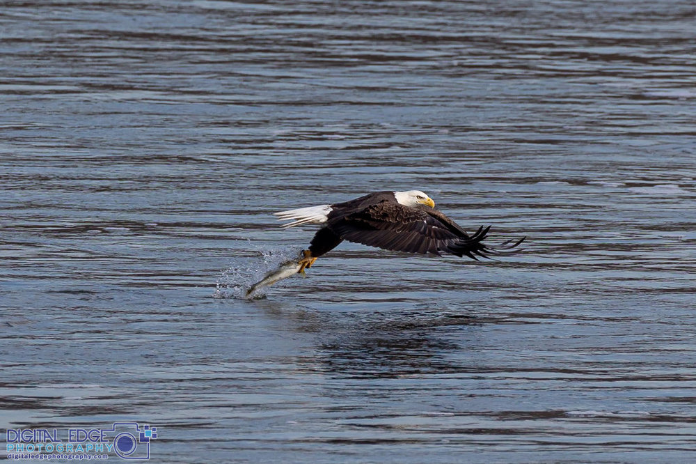 6G6A1713 watermarked.jpg