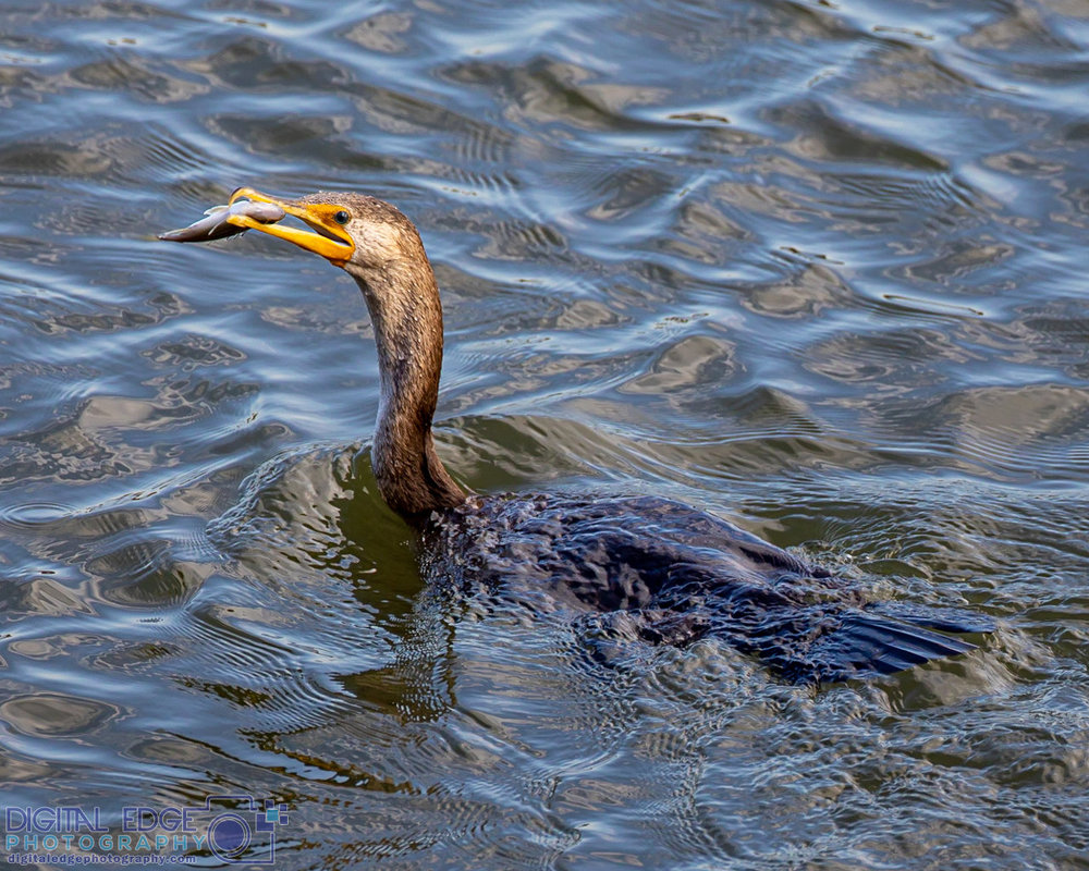 6G6A1776 watermarked.jpg