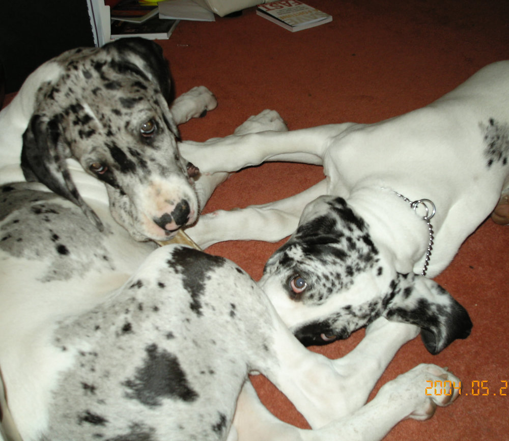 baby bud and mate 4.jpg