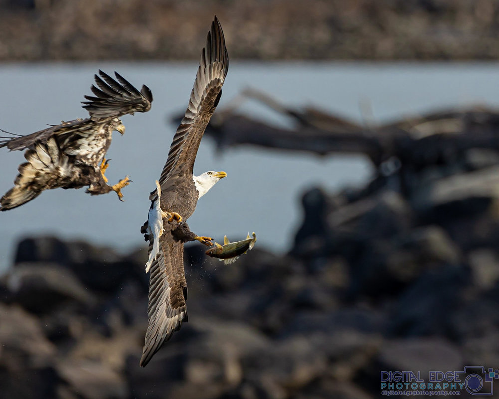 6G6A1738 watermarked.jpg