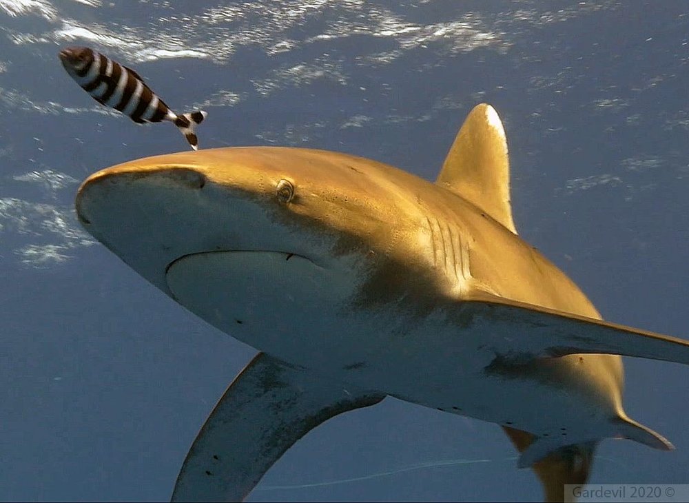 oceanic white tip 7.jpg