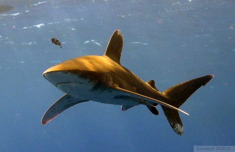 oceanic white tip 5.jpg