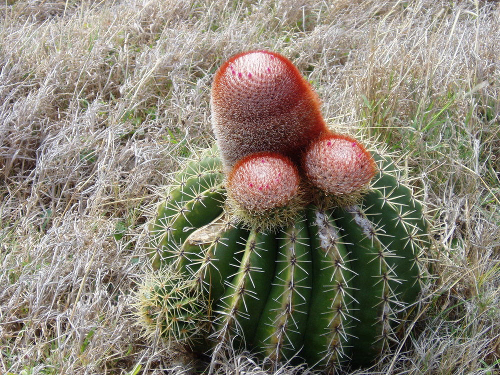 Voyage St-Martin 2006 032.jpg