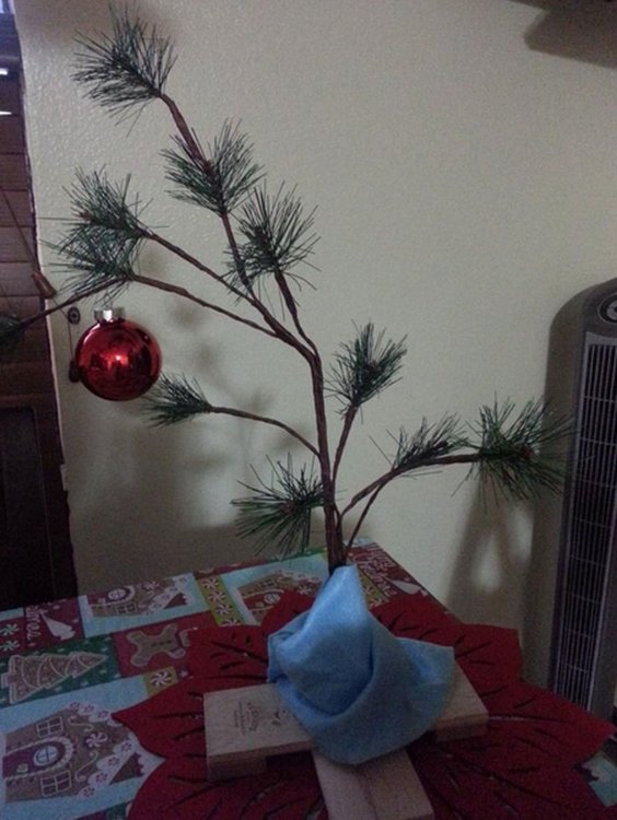 Worlds-Weirdest-and-Worst-Xmas-Trees-Gallery.thumb.jpg.1dd3af98a67fa717a509868e2df509bb.jpg
