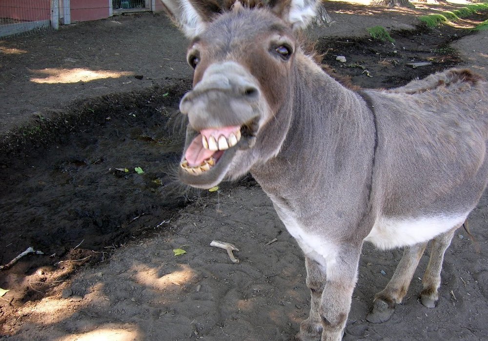 donkey.thumb.jpg.417991e351f8291940ade43a0176f8f3.jpg