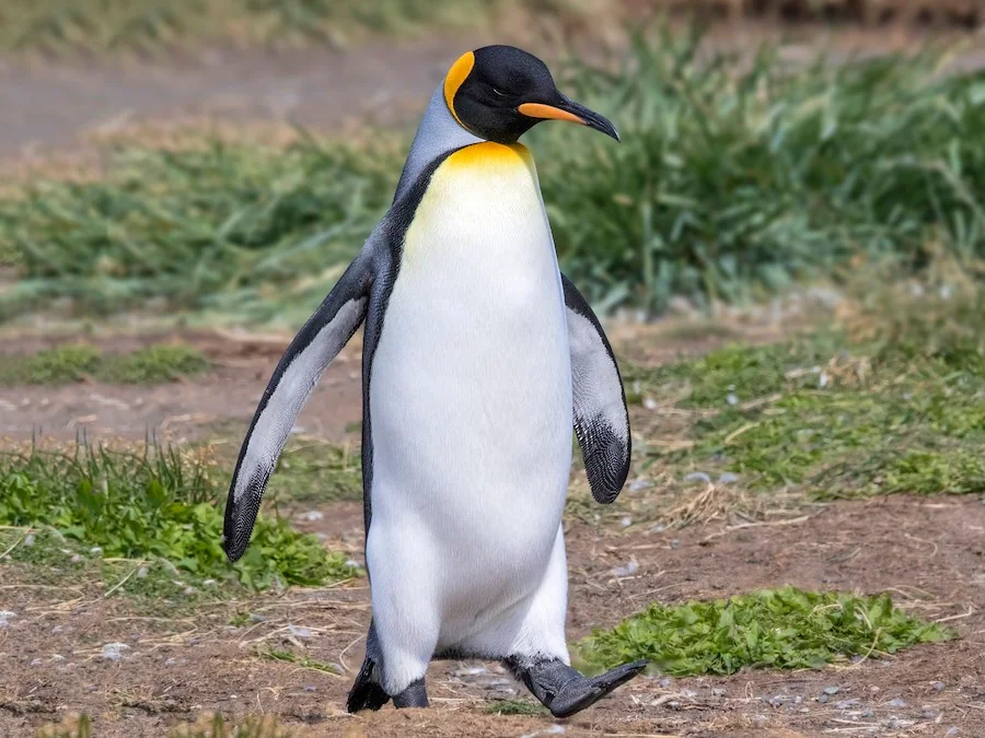 fully-nude-penguin-v0-woltodidqz3c1.webp.44d1bbc14f6763ded87af8ce86fd867a.webp
