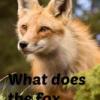 FluffehFox